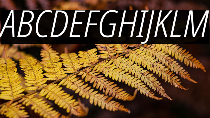 Noto Sans Condensed Light Italic Example 3