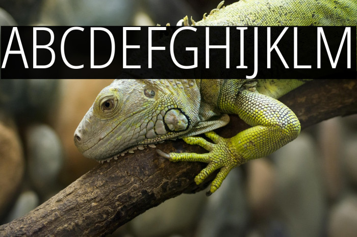 Noto Sans Condensed Light Example 3