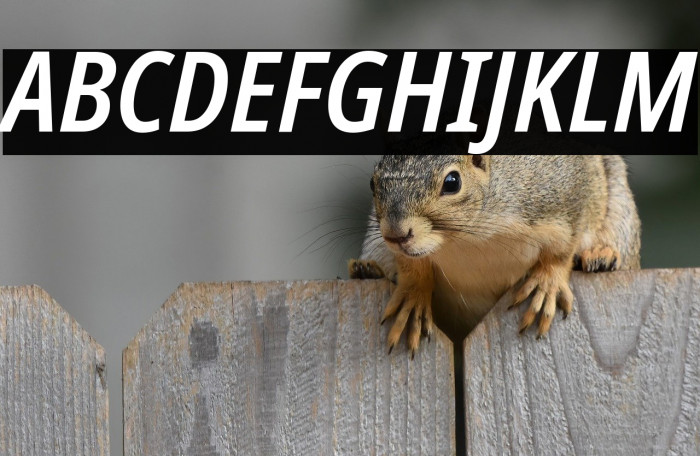 Noto Sans Condensed SemiBold Italic Example 1