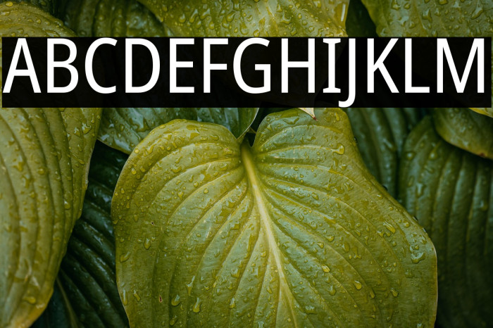 Noto Sans Condensed Example 2