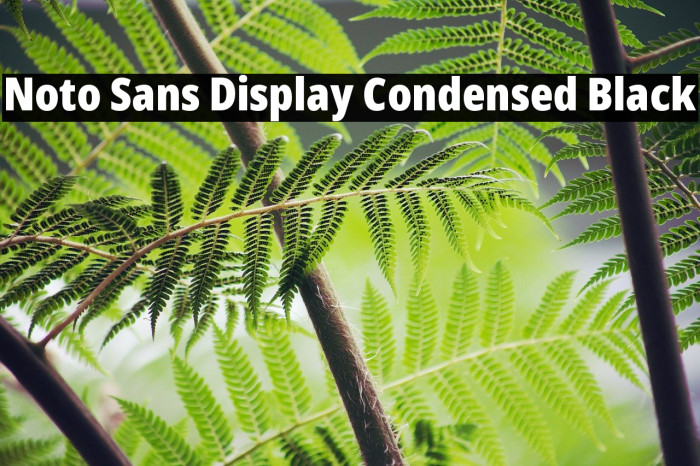 Noto Sans Display Condensed Black Example 2