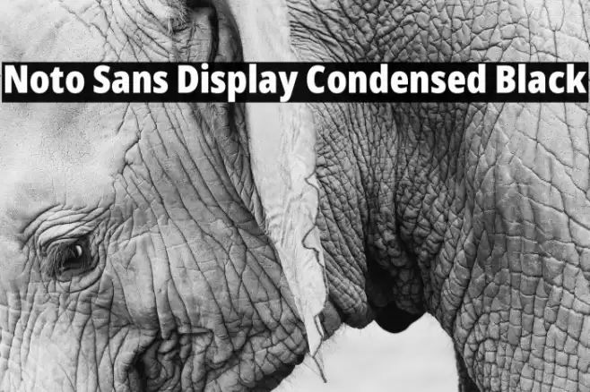 Noto Sans Display Condensed Black Font examples