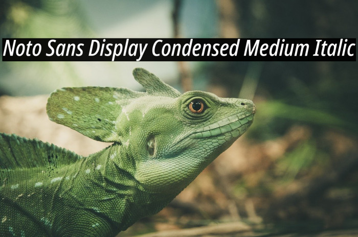 Noto Sans Display Condensed Medium Italic Example 2