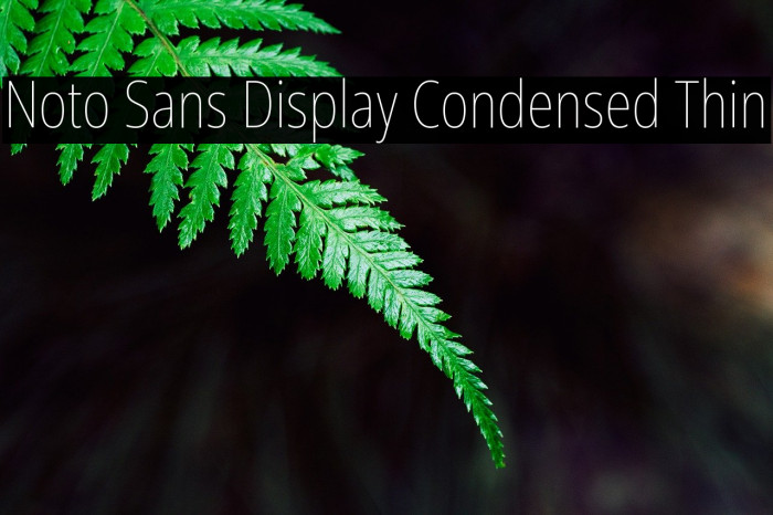 Noto Sans Display Condensed Thin Font examples