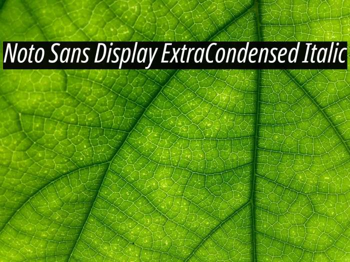 Noto Sans Display ExtraCondensed Italic Font examples