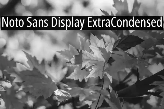 Noto Sans Display ExtraCondensed Font examples