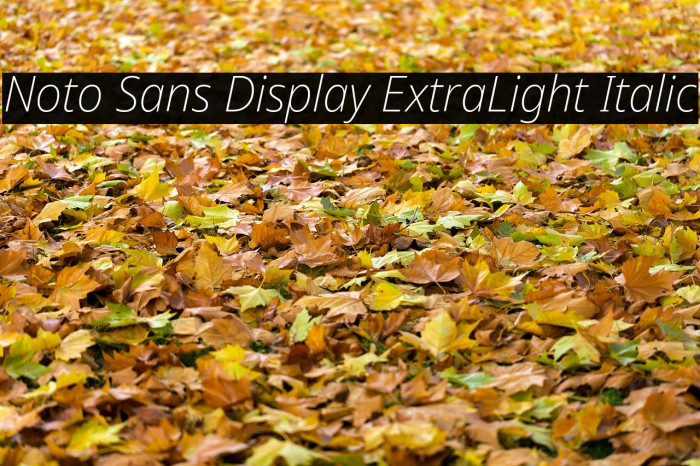 Noto Sans Display ExtraLight Italic Example 1