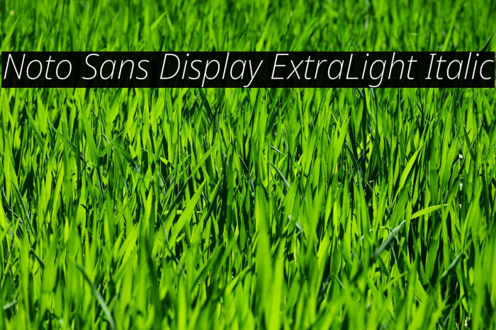 Noto Sans Display ExtraLight Italic Example 2
