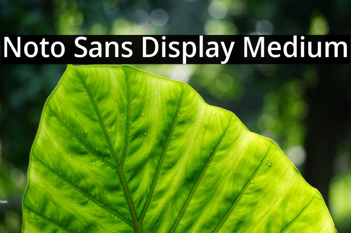 Noto Sans Display Medium Example 1