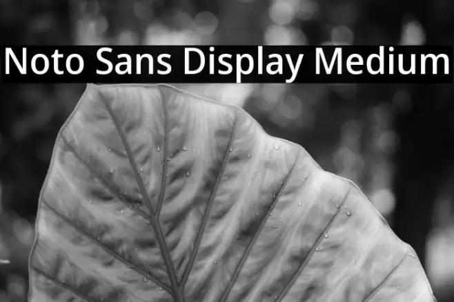 Noto Sans Display Medium Font examples