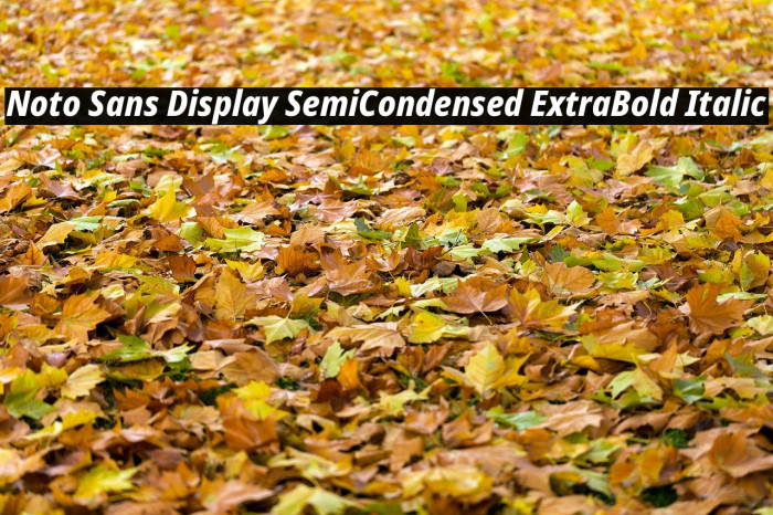 Noto Sans Display SemiCondensed ExtraBold Italic Font examples