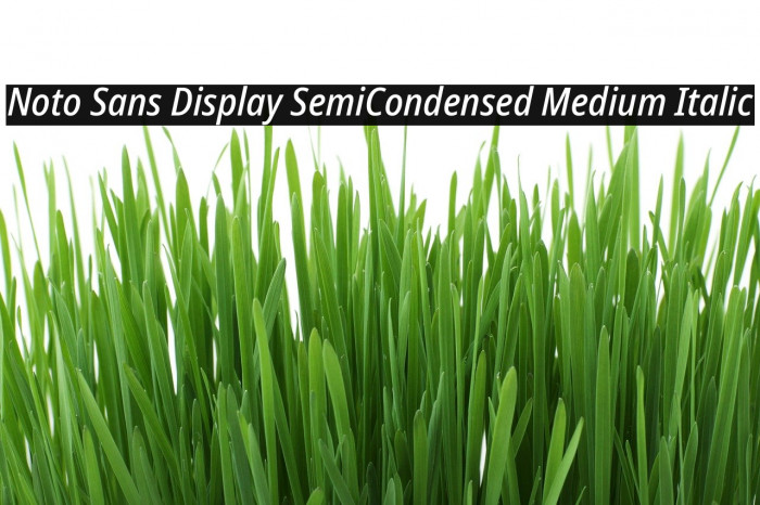 Noto Sans Display SemiCondensed Medium Italic Example 1