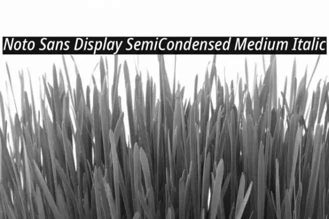 Noto Sans Display SemiCondensed Medium Italic Font examples
