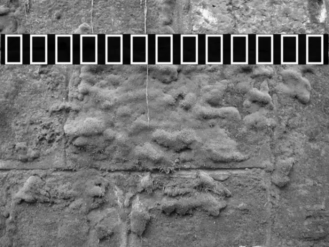 Noto Sans Ethiopic Condensed Thin Font examples