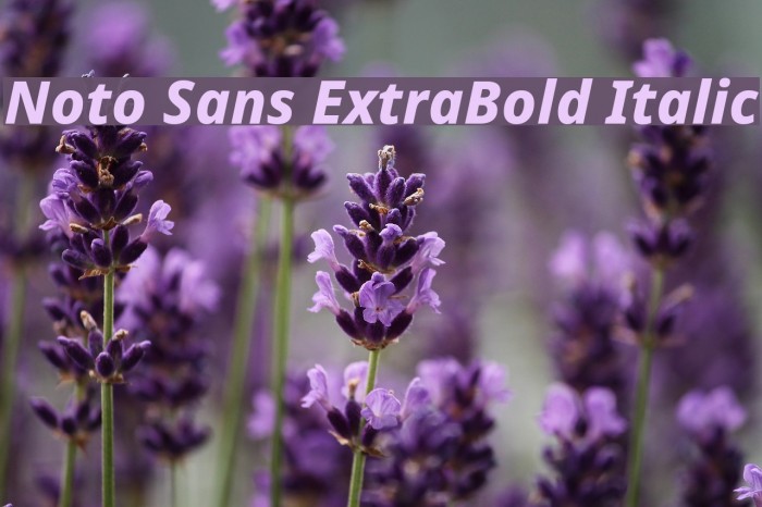 Noto Sans ExtraBold Italic Example 1