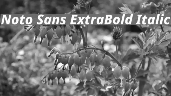 Noto Sans ExtraBold Italic Font examples