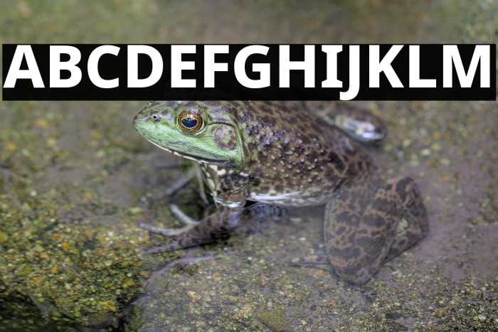 Noto Sans ExtraBold Example 1