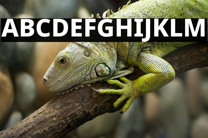 Noto Sans ExtraBold Example 3