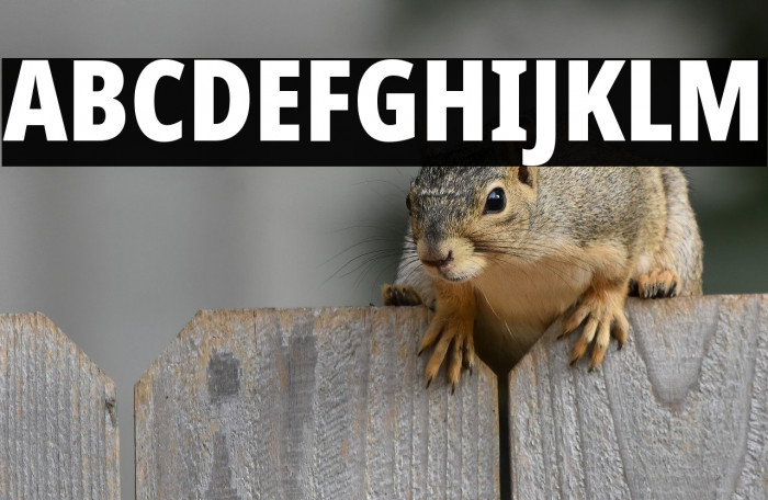 Noto Sans ExtraCondensed Black Example 1