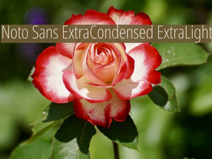 Noto Sans ExtraCondensed ExtraLight Font examples
