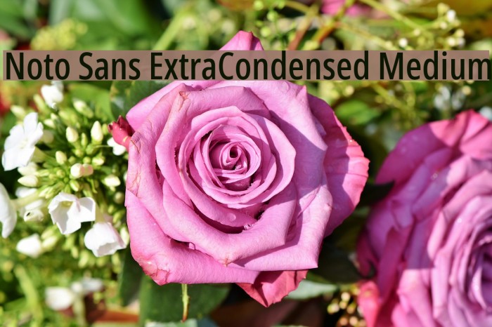 Noto Sans ExtraCondensed Medium Font examples