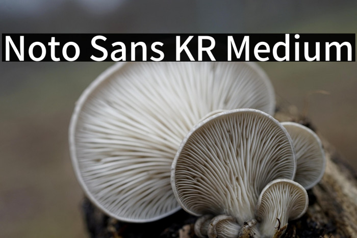 Noto Sans KR Medium Example 3