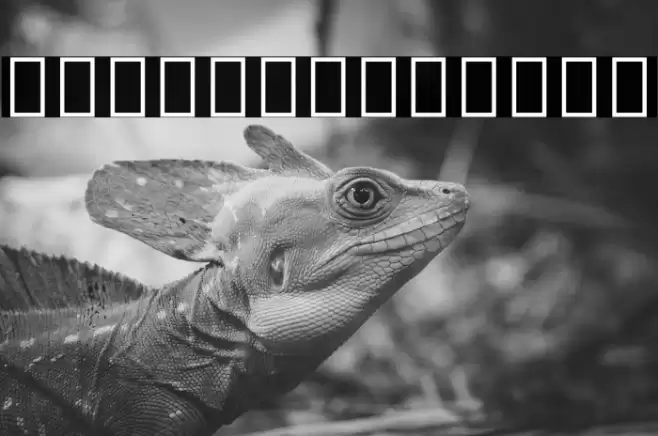 Noto Sans Kharoshthi Font examples