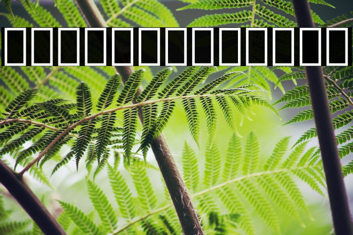 Noto Sans Lao ExtraCondensed Black Example 1