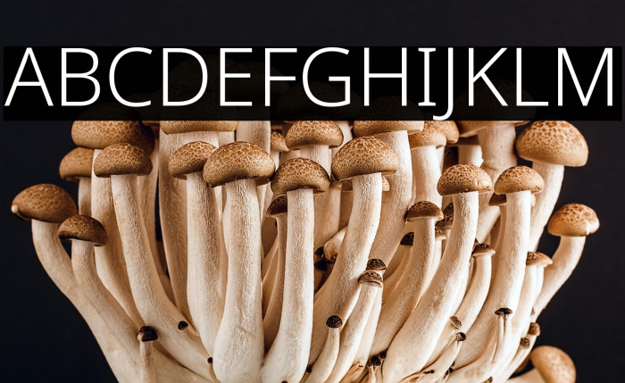 Noto Sans Light Example 1