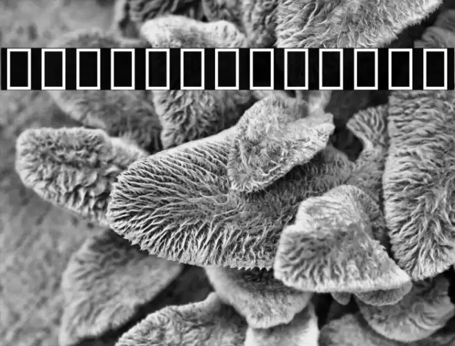 Noto Sans Myanmar ExtraCondensed ExtraBold Font examples