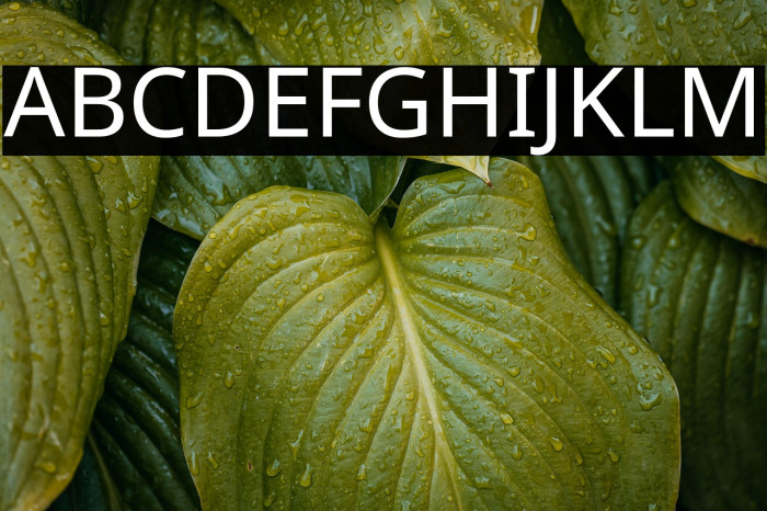 Noto Sans Regular Example 1