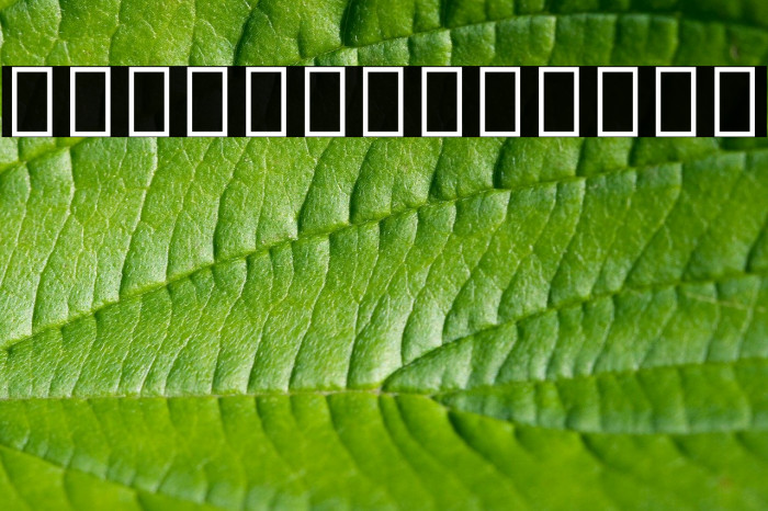 Noto Sans Rejang Example 2