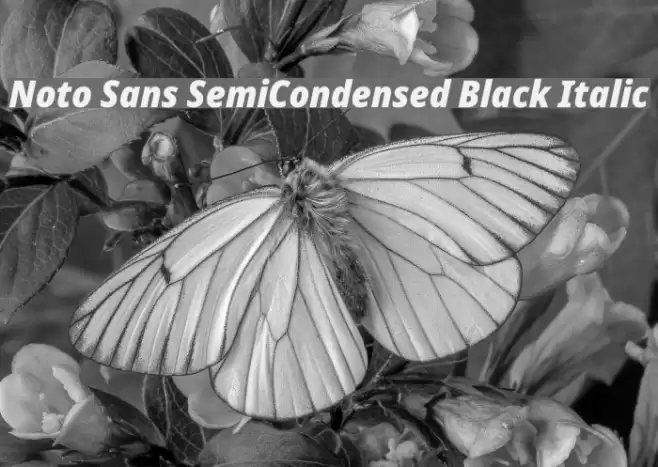 Noto Sans SemiCondensed Black Italic Font examples