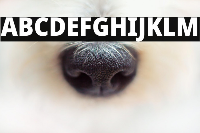 Noto Sans SemiCondensed Black Example 3