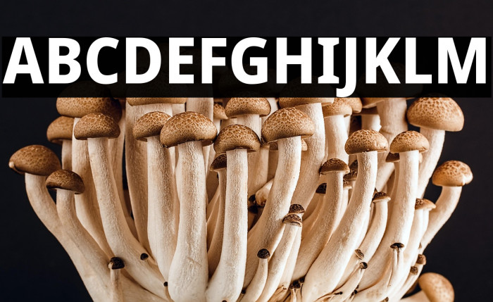 Noto Sans SemiCondensed ExtraBold Example 2