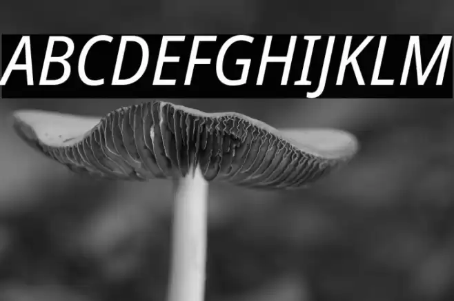 Noto Sans SemiCondensed Italic Font examples