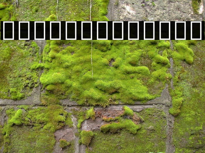 Noto Sans Sinhala SemiCondensed Black Example 3