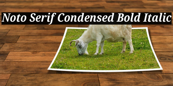 Noto Serif Condensed Bold Italic Font examples