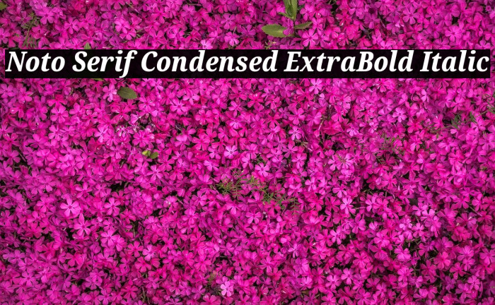 Noto Serif Condensed ExtraBold Italic Font examples