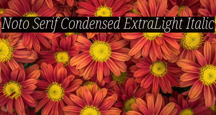 Noto Serif Condensed ExtraLight Italic Font examples