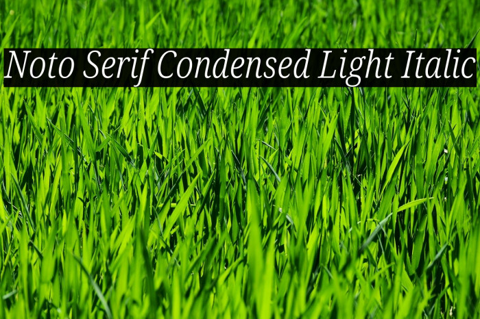 Noto Serif Condensed Light Italic Font examples