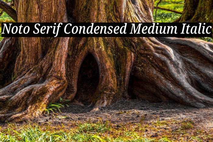 Noto Serif Condensed Medium Italic Font examples