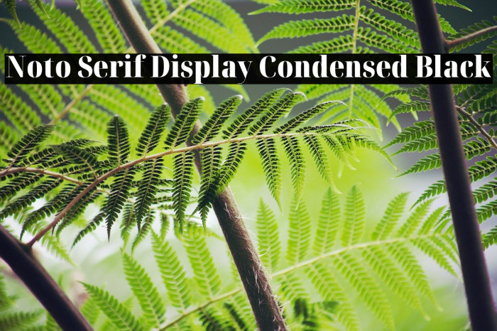 Noto Serif Display Condensed Black Font examples