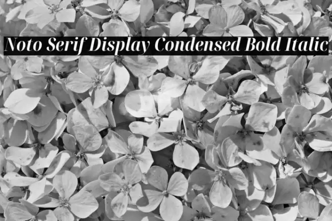 Noto Serif Display Condensed Bold Italic Font examples