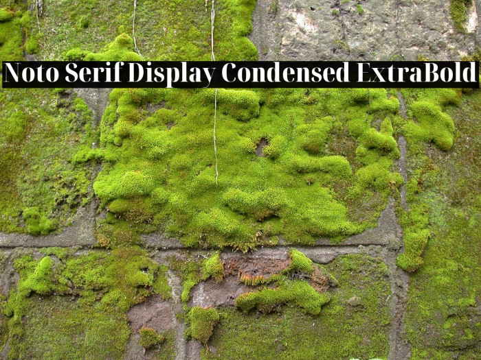 Noto Serif Display Condensed ExtraBold Font examples
