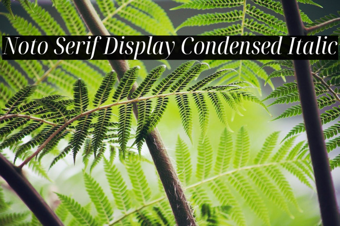 Noto Serif Display Condensed Italic Example 2