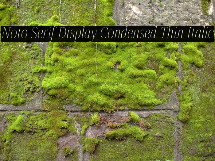 Noto Serif Display Condensed Thin Italic Font examples