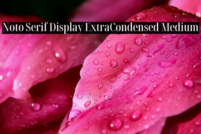 Noto Serif Display ExtraCondensed Medium Example 1