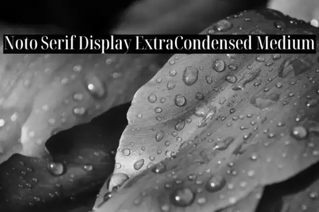 Noto Serif Display ExtraCondensed Medium Font examples