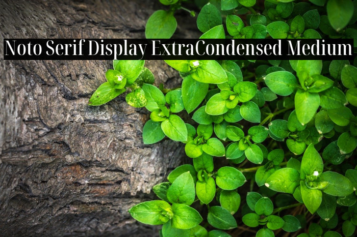 Noto Serif Display ExtraCondensed Medium Example 3